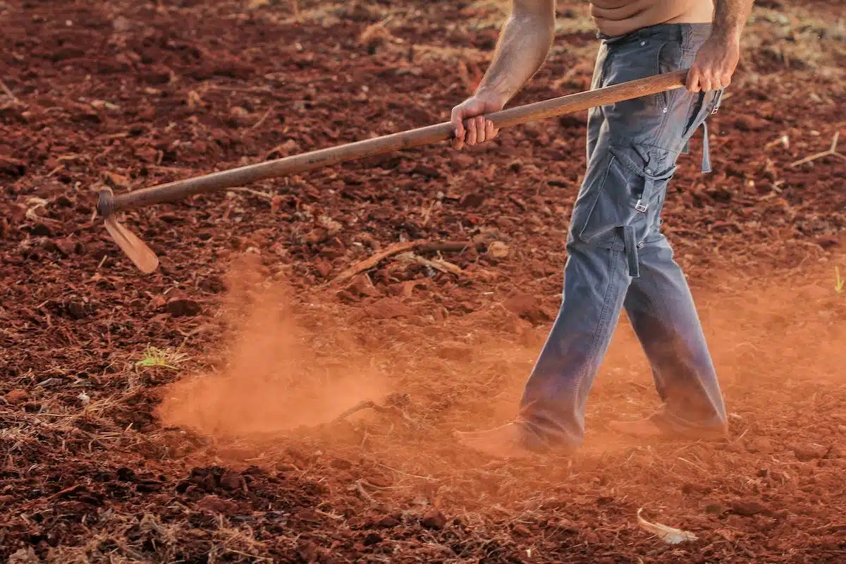 Éliminer les mauvaises herbes efficacement : astuces et méthodes pour un jardin impeccable