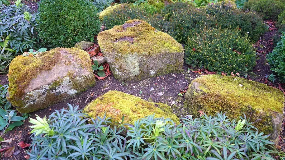 jardinage  désherbage