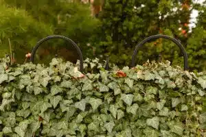 Conseils pratiques pour créer un jardin écologique et sans déchets