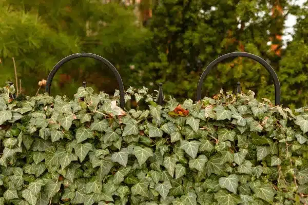 Conseils pratiques pour créer un jardin écologique et sans déchets