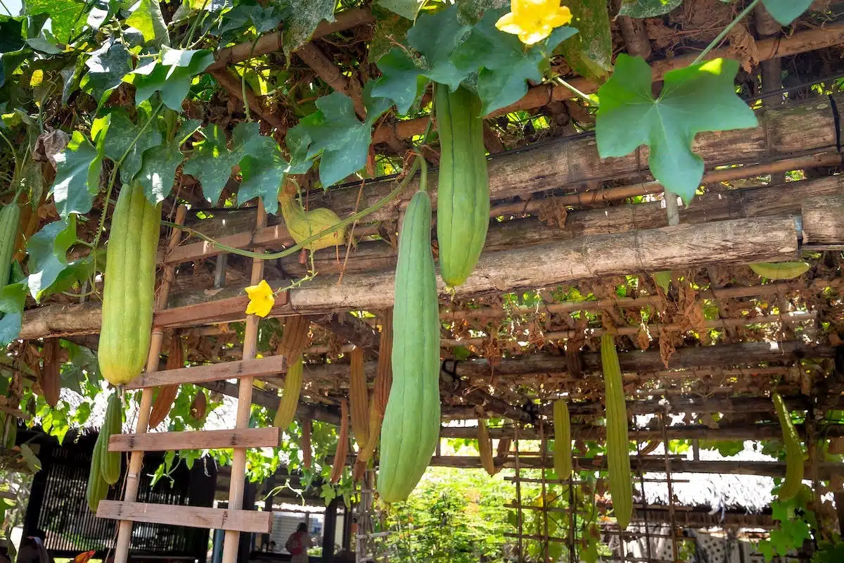 Utilisez les plantes grimpantes pour créer une ambiance naturelle et structurée dans votre jardin