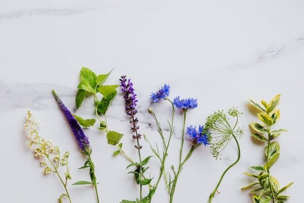 Cultiver et cuisiner les fleurs comestibles : guide pratique