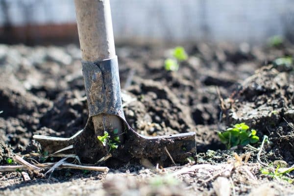 Concevoir un jardin de fleurs comestibles : conseils pratiques et astuces