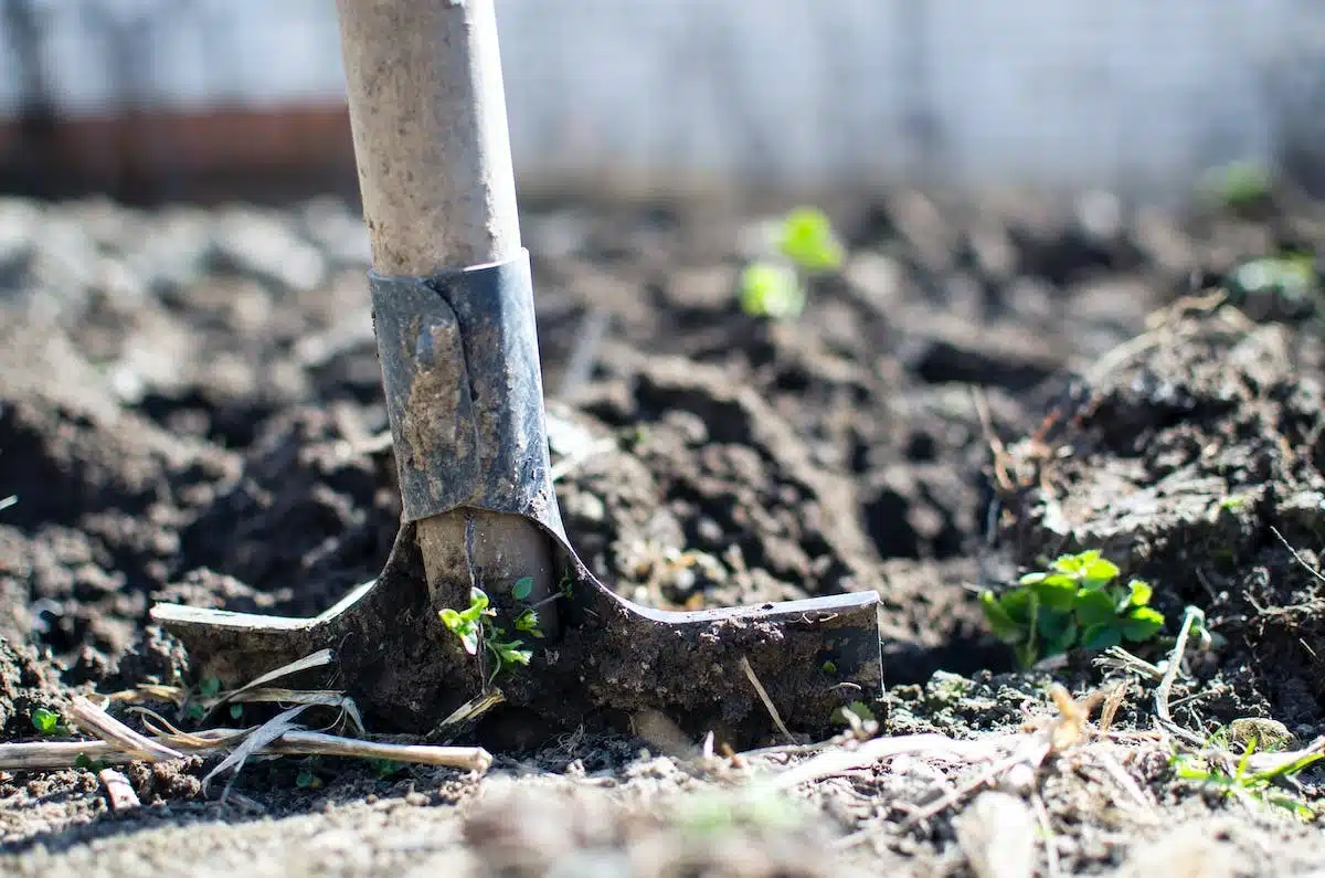 Concevoir un jardin de fleurs comestibles : conseils pratiques et astuces