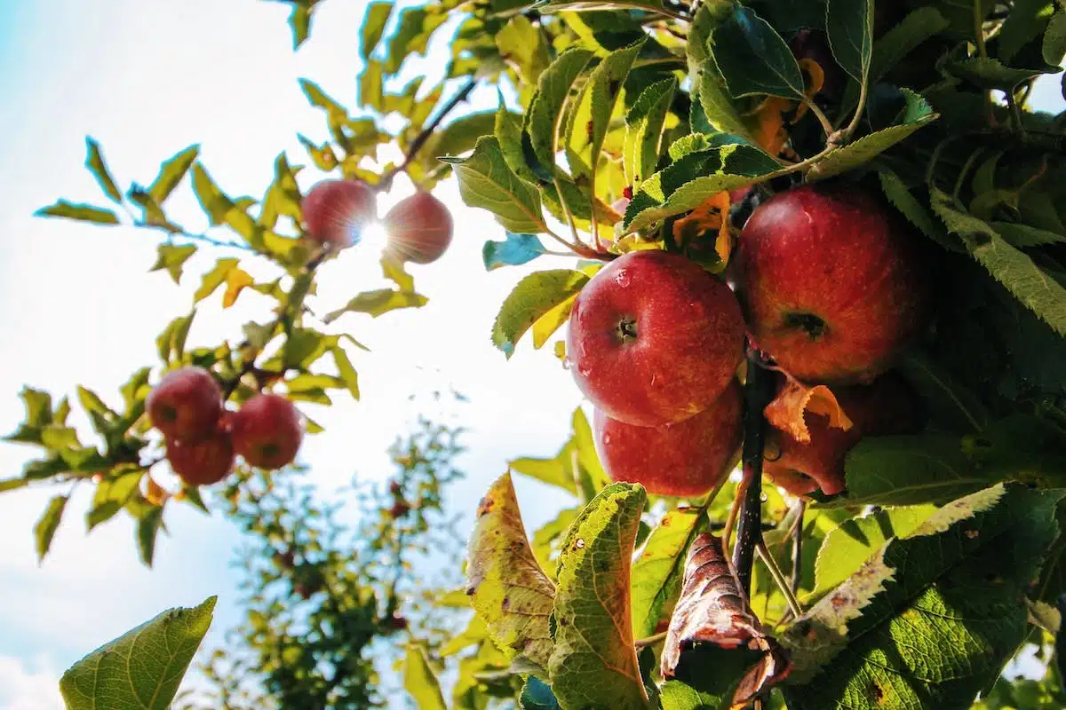 Entretien des arbustes et arbres fruitiers : astuces pour chaque saison