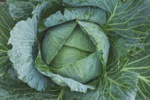 Lutte naturelle contre les nuisibles et maladies du potager : techniques efficaces