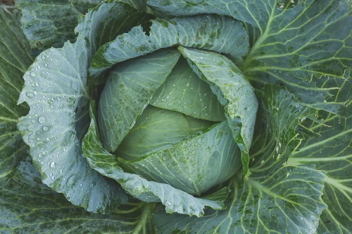 Lutte naturelle contre les nuisibles et maladies du potager : techniques efficaces