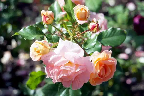 Guide complet pour choisir et entretenir les variétés de roses les plus appréciées