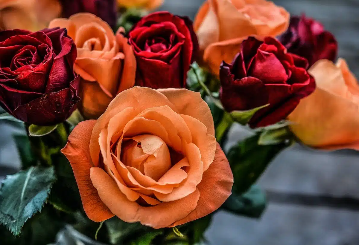 roses variétés