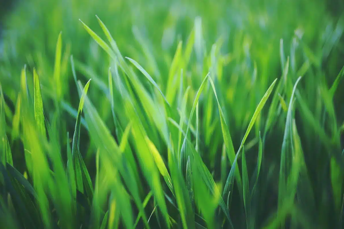 Variétés de gazon adaptées à chaque région et climat : guide pour choisir la pelouse parfaite