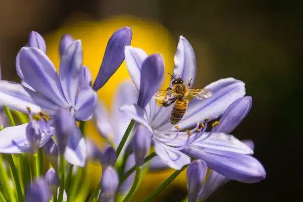 Attirer les abeilles dans votre jardin : Guide des meilleures plantes mellifères
