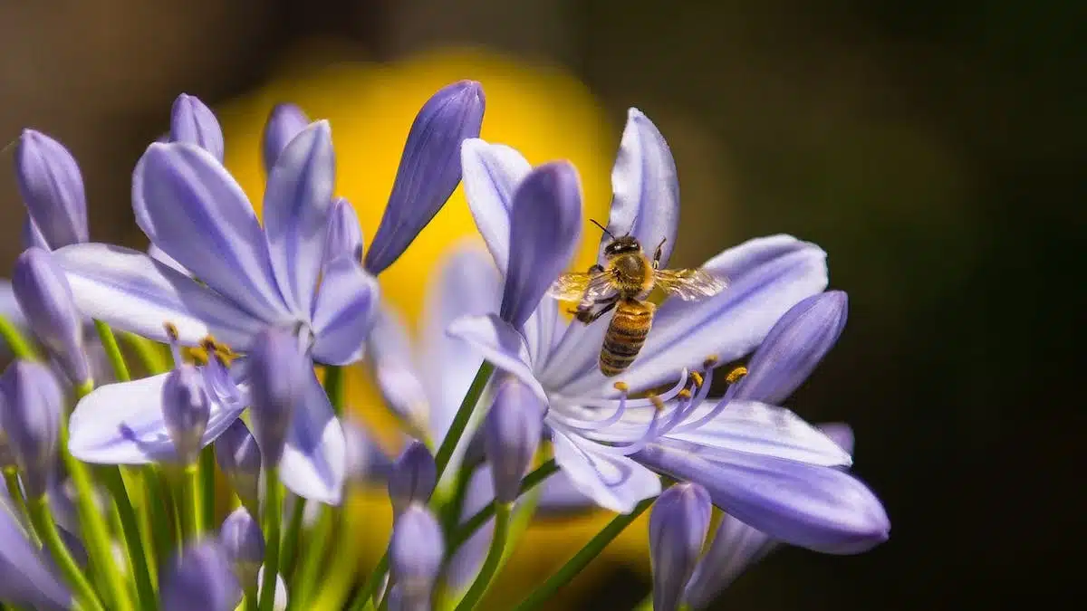Attirer les abeilles dans votre jardin : Guide des meilleures plantes mellifères