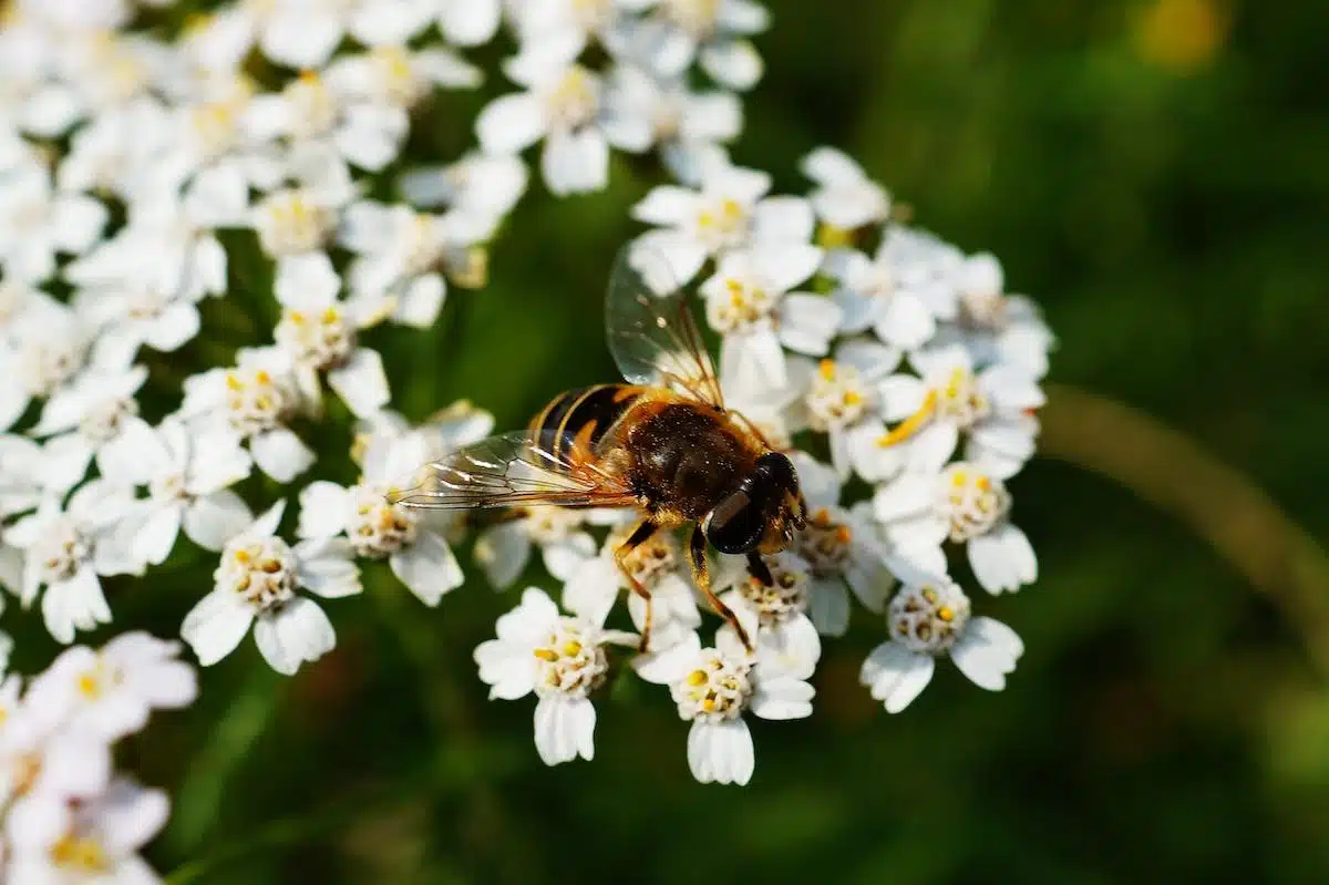 abeilles  plantes