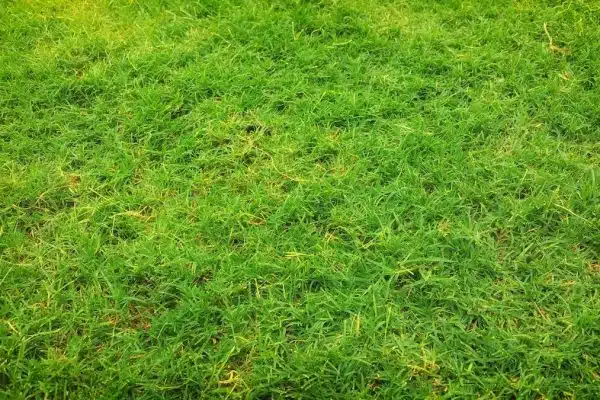 Préserver un gazon vert et en bonne santé pendant la sécheresse : Guide pratique