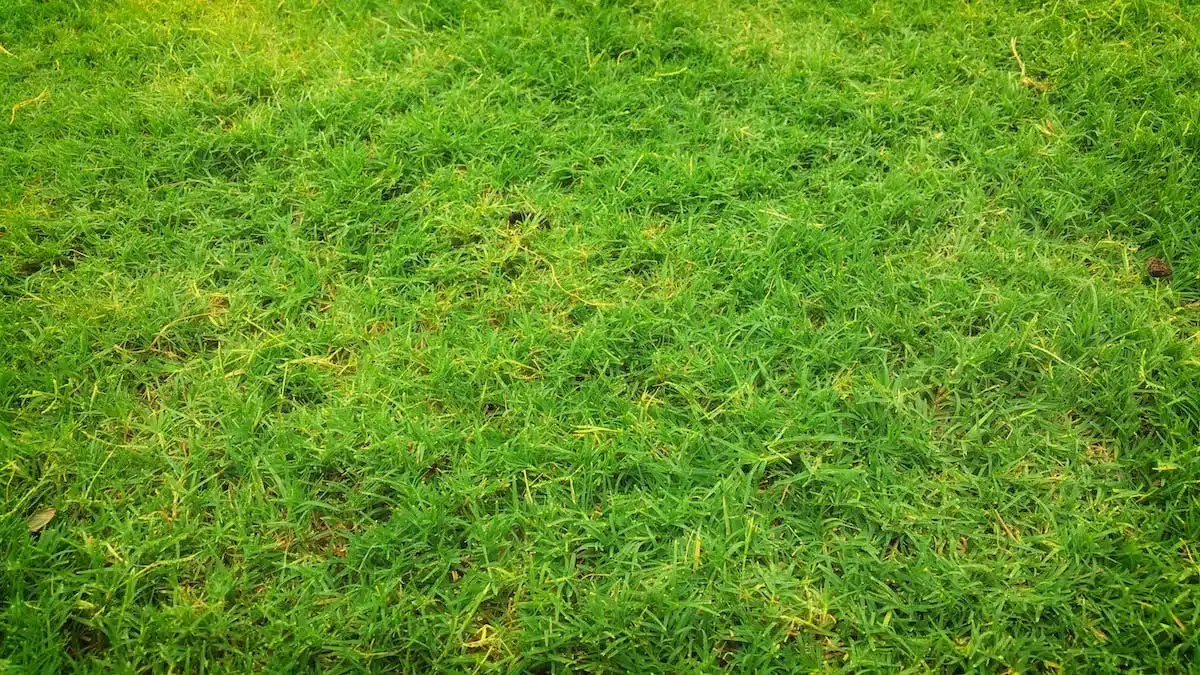 Préserver un gazon vert et en bonne santé pendant la sécheresse : Guide pratique