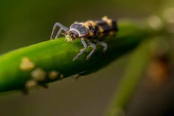 Lutter naturellement contre les nuisibles au jardin : les meilleures astuces à connaître