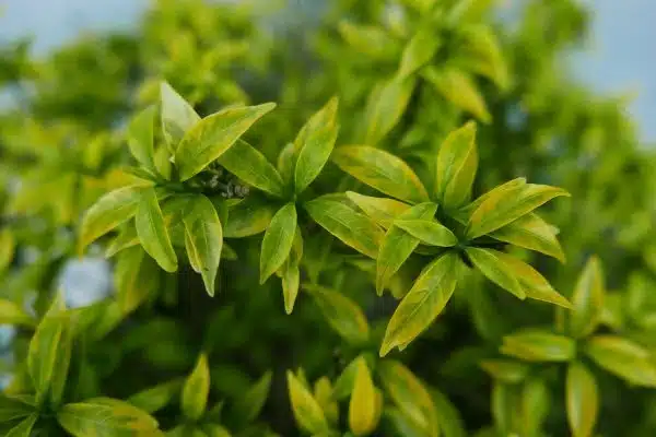 Les plantes médicinales incontournables pour votre jardin