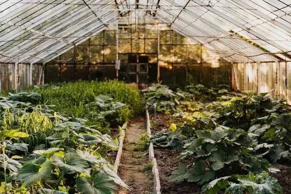 Guide complet : Types de serres de jardin et critères de sélection
