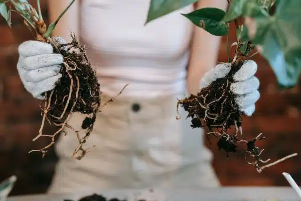 Multiplier vos plantes préférées : découvrez les meilleures techniques de bouturage