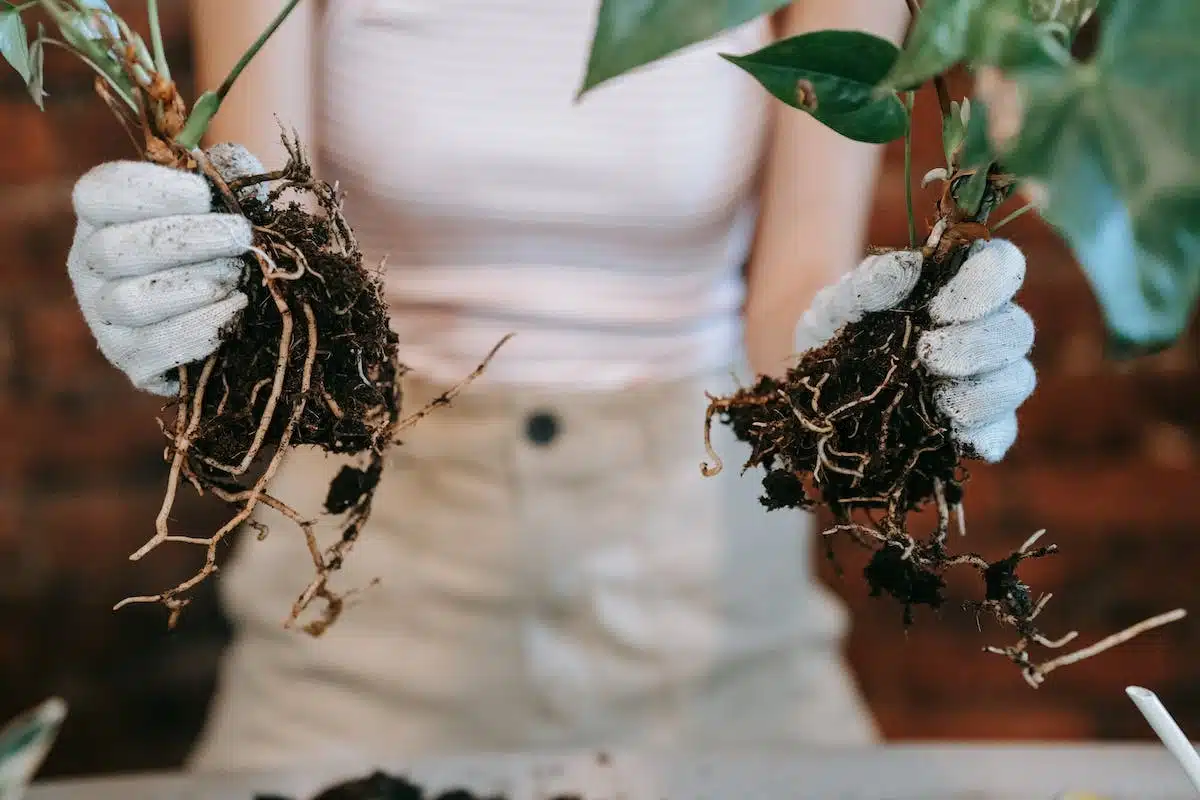 Multiplier vos plantes préférées : découvrez les meilleures techniques de bouturage