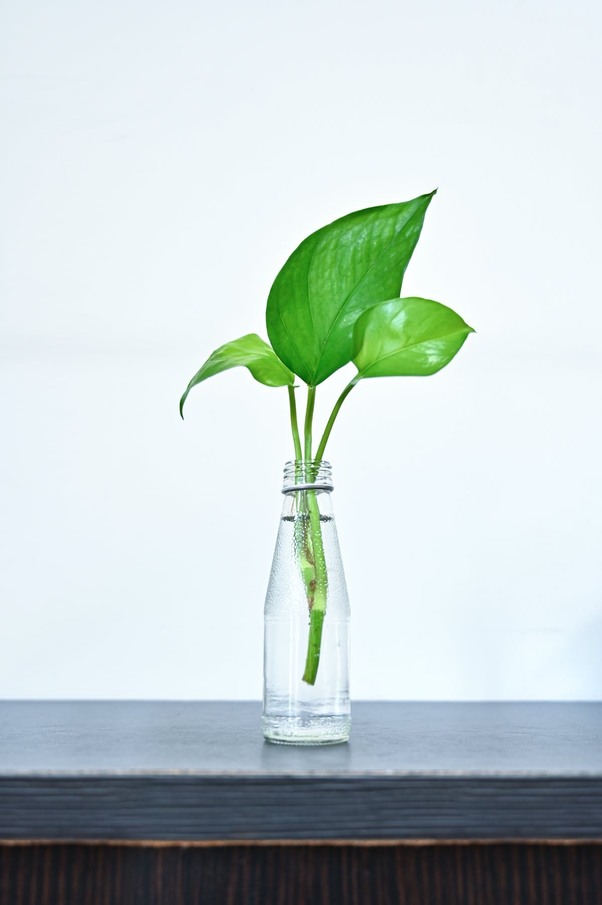 bouturage  plantes