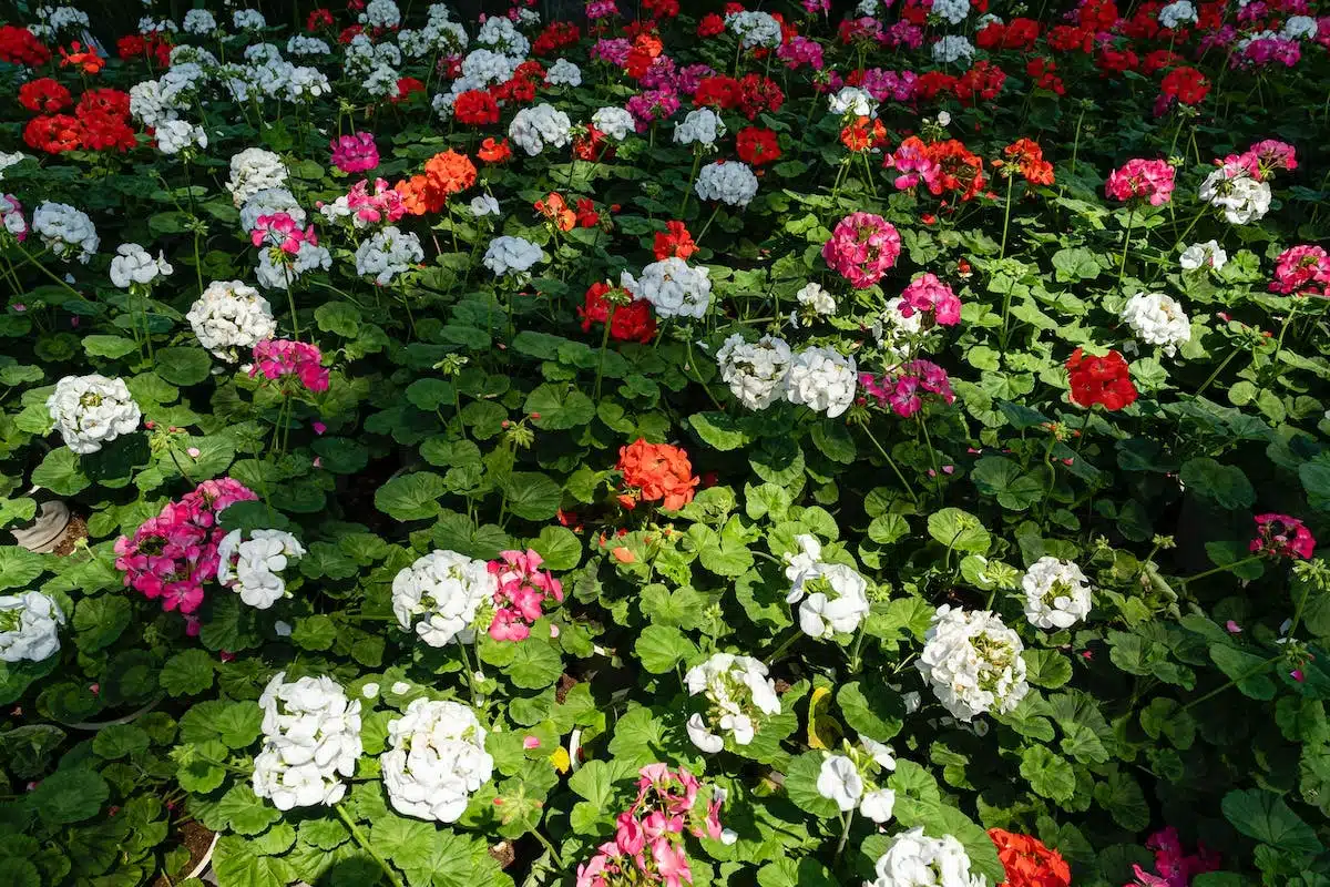jardin aromatiques