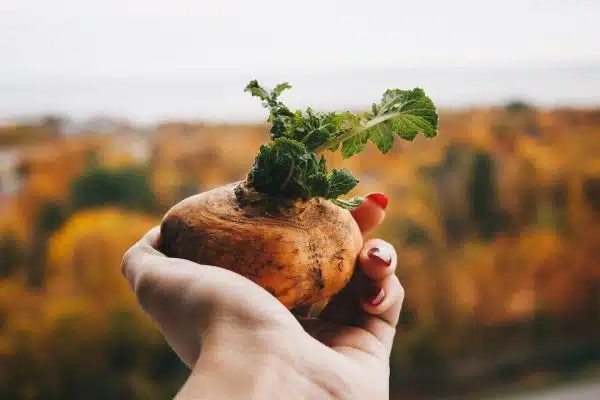 Les pièges à éviter pour une abondante récolte au potager