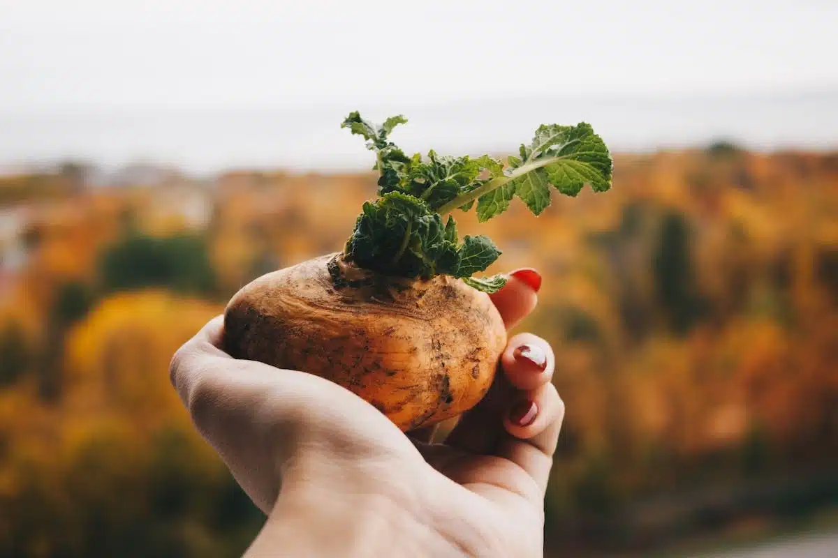 Les pièges à éviter pour une abondante récolte au potager