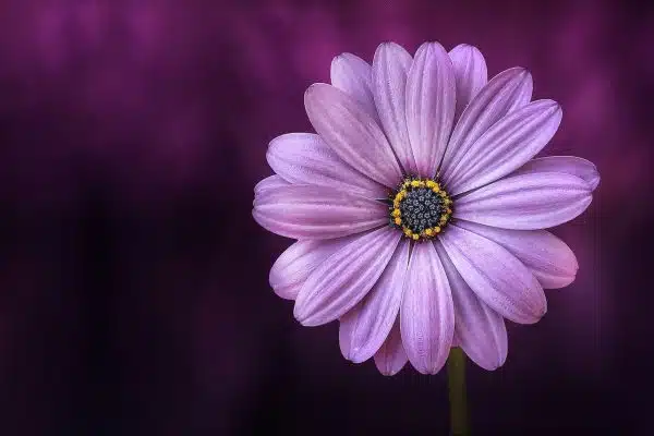 Les plantes florales à privilégier pour un jardin facile à entretenir