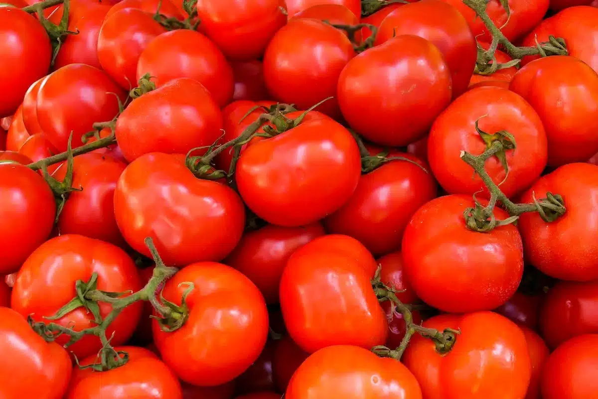Les clés d’une culture réussie des tomates dans son potager