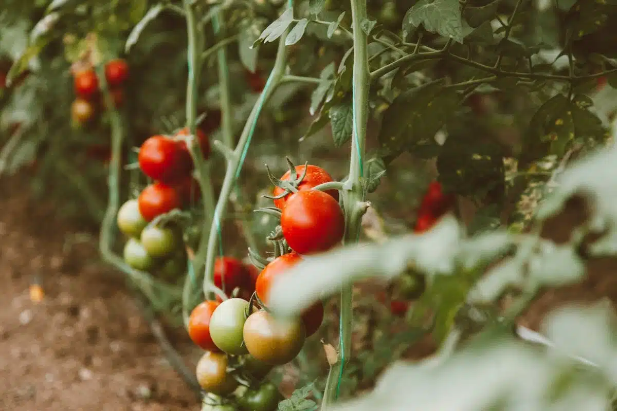 culture tomates