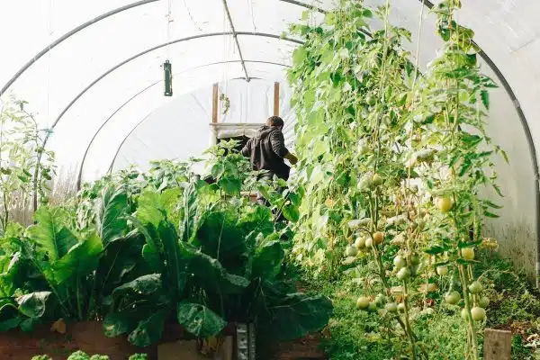 Créez facilement votre potager urbain grâce à ces 5 étapes essentielles