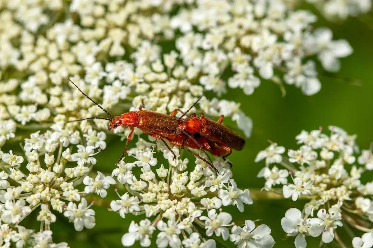 Les fleurs à choisir pour attirer les insectes bénéfiques dans votre jardin