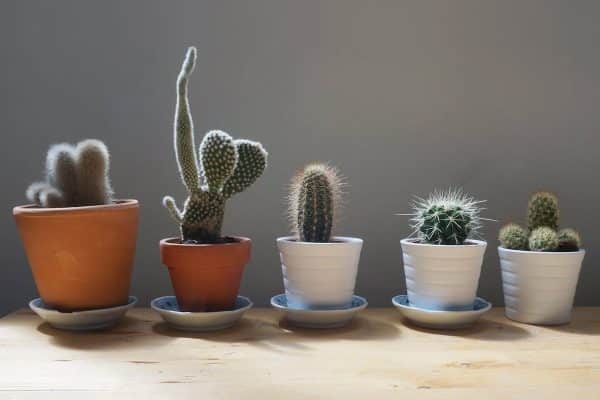 Idées de plantes idéales pour les petits espaces extérieurs