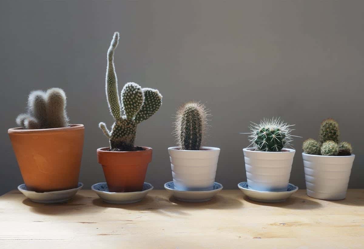 Idées de plantes idéales pour les petits espaces extérieurs