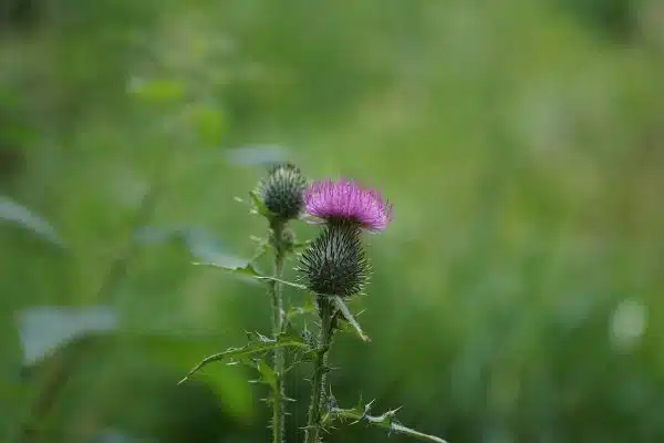 Les bienfaits des fleurs médicinales et leur utilisation quotidienne