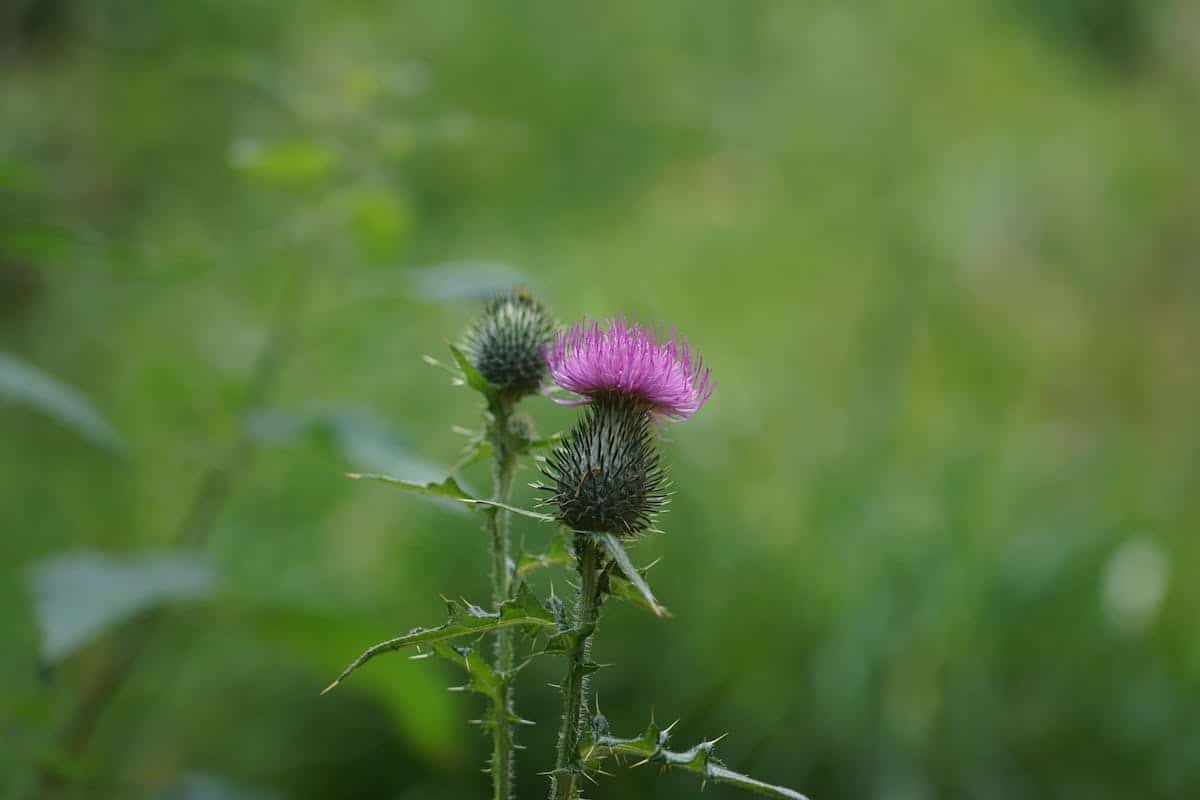 Les bienfaits des fleurs médicinales et leur utilisation quotidienne
