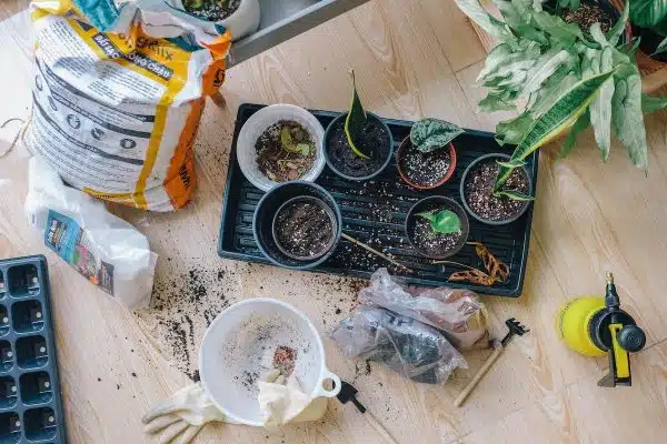 Les clés de la réussite de la culture biologique de vos légumes au potager