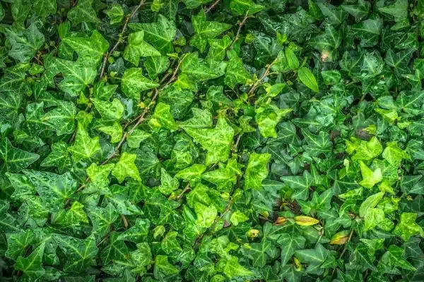 Les jardins verticaux : une solution innovante pour maximiser l’espace disponible