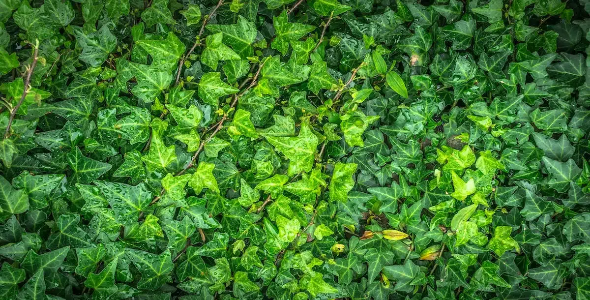 Les jardins verticaux : une solution innovante pour maximiser l’espace disponible