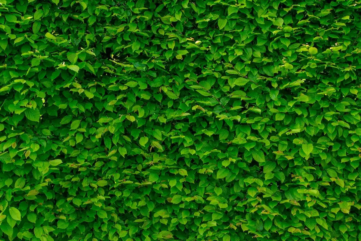 jardin vertical