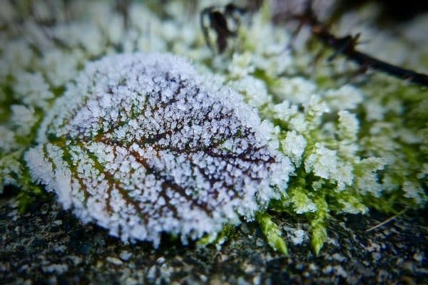 Entretien du jardin en hiver : Guide pratique et astuces essentielles