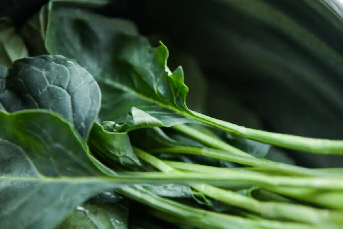 Prolongez la fraîcheur de vos légumes récoltés grâce à ces astuces infaillibles
