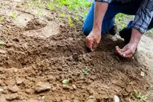 Les étapes essentielles pour semer votre gazon avec succès