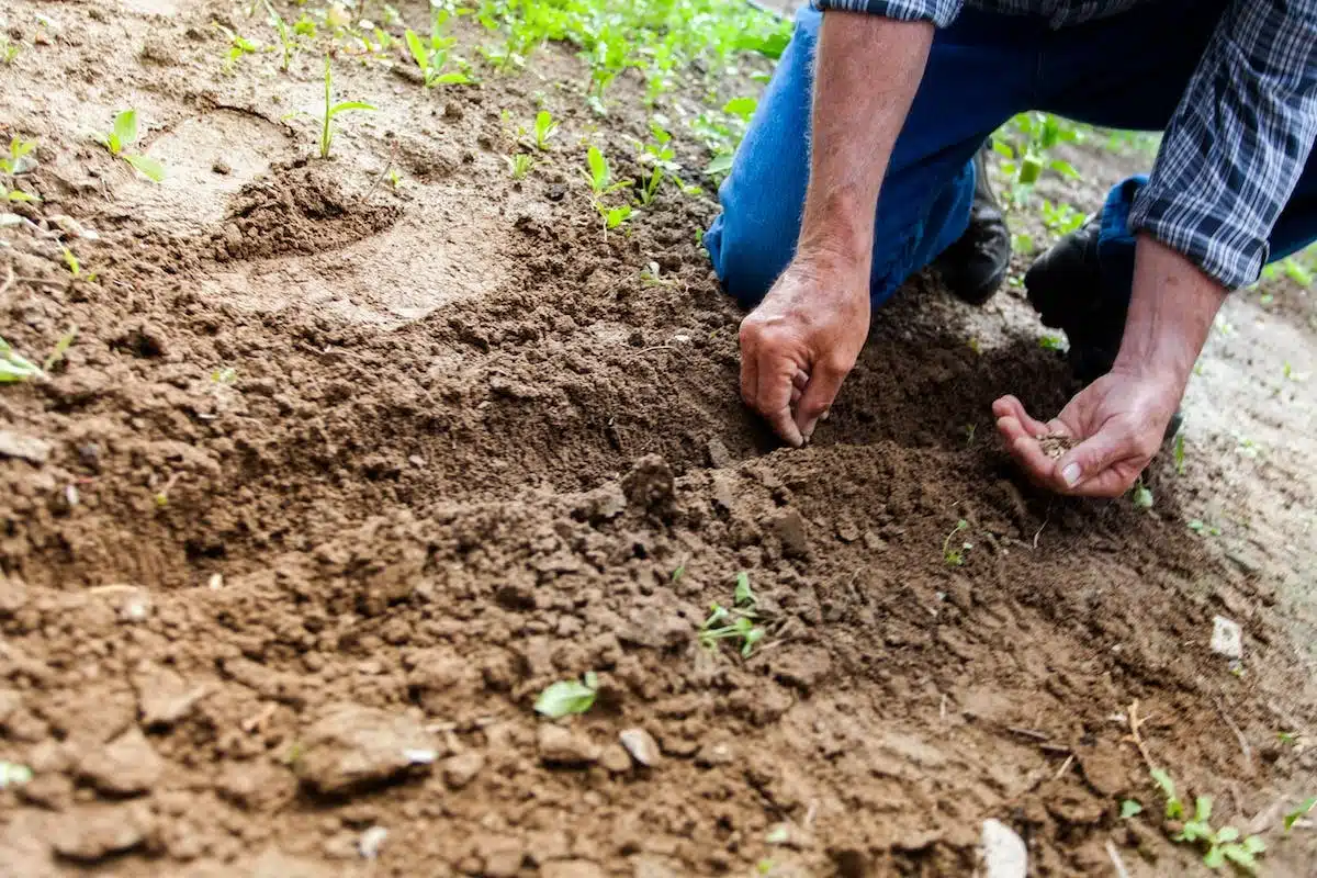 Les étapes essentielles pour semer votre gazon avec succès