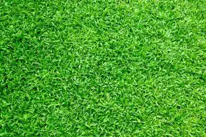 Maintenir un gazon vert toute l’année : Guide pratique et astuces incontournables