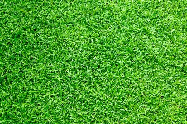 Maintenir un gazon vert toute l’année : Guide pratique et astuces incontournables