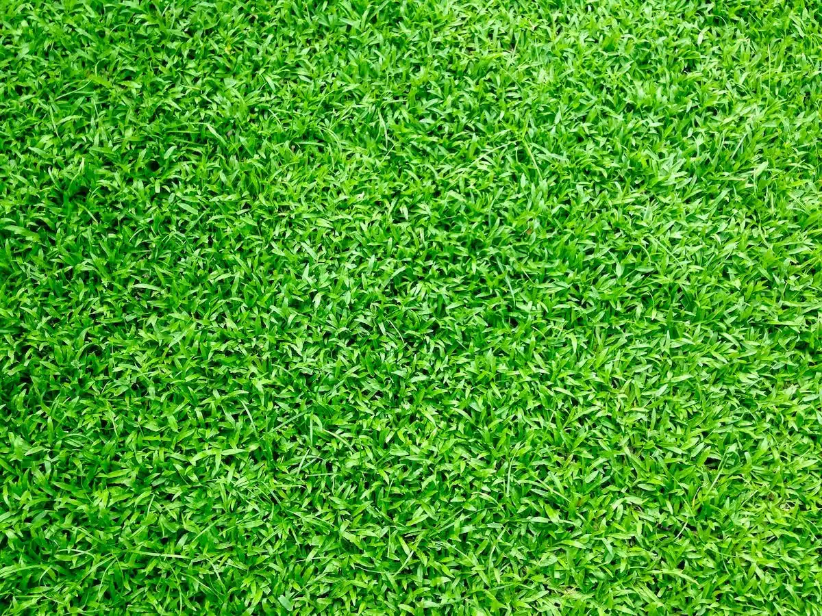 Maintenir un gazon vert toute l’année : Guide pratique et astuces incontournables
