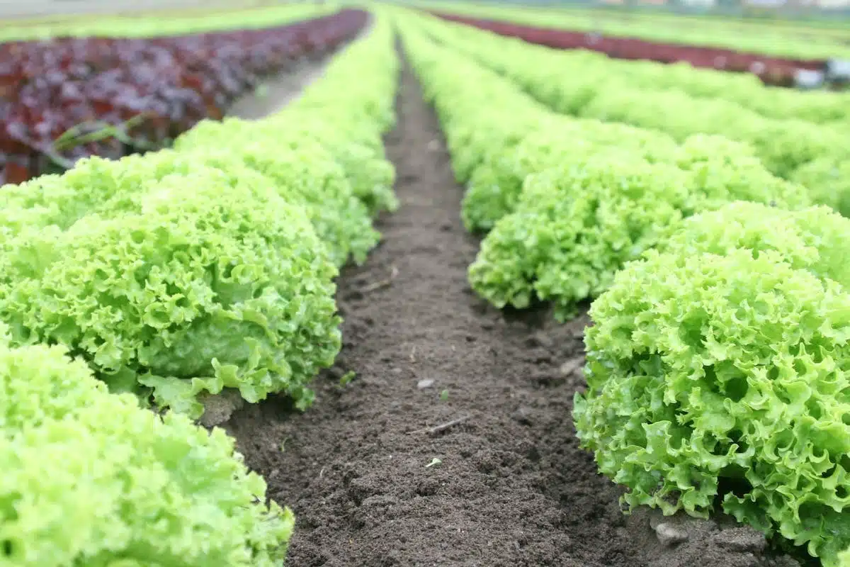 Tout ce que vous devez savoir pour créer votre propre potager dans votre jardin
