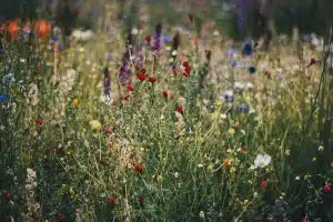 Encourager la biodiversité dans votre jardin avec les fleurs sauvages